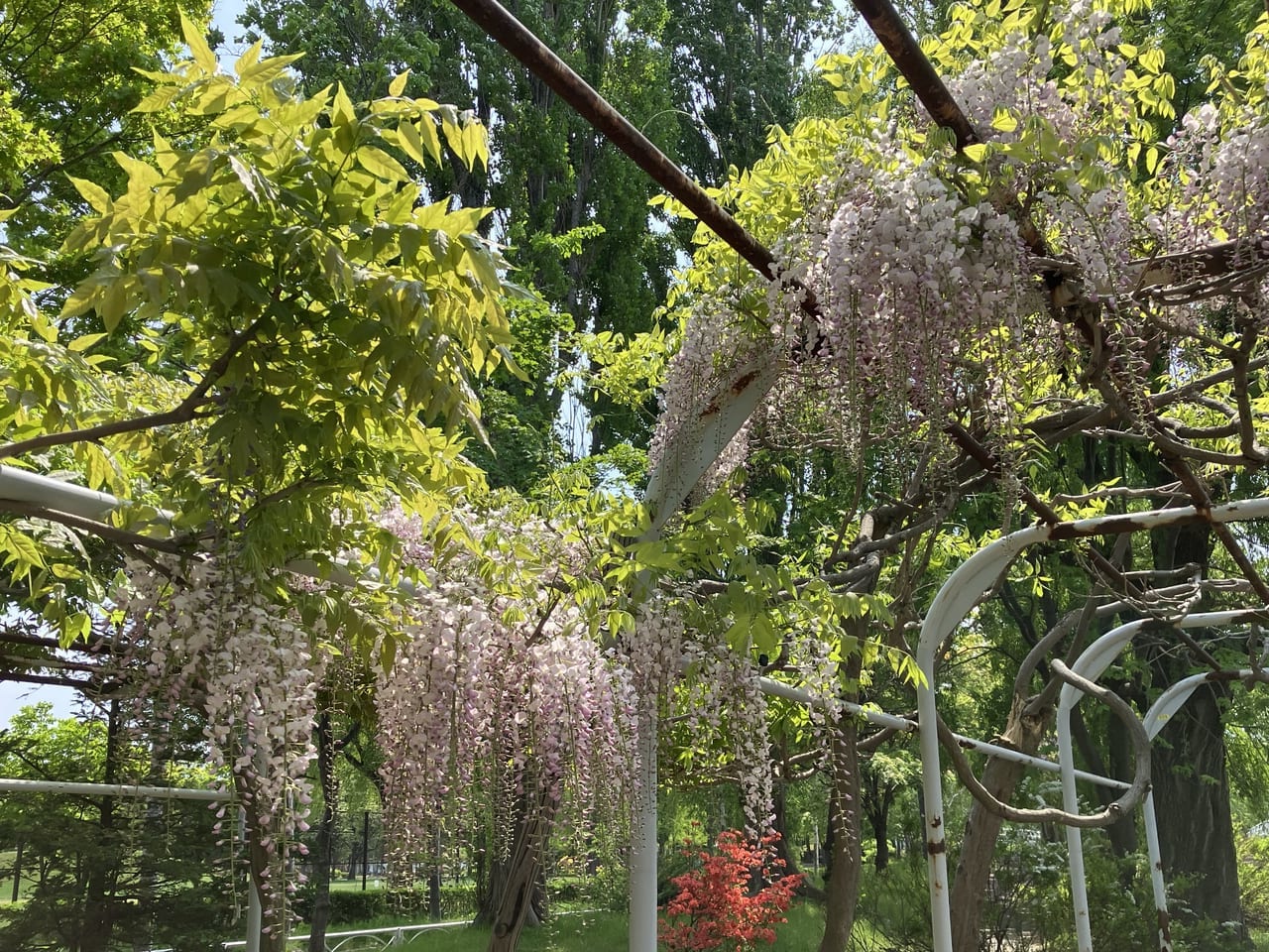 藤棚があるサイクリングロード(パープルロード)が東区にありました！今が見ごろの藤の花を見頃チェックしてきたよ。