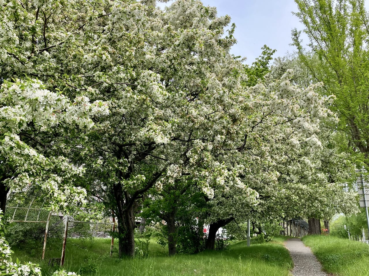 東区のシンボルロード「パープルロード」では藤の花が見ごろを迎えていますよ。