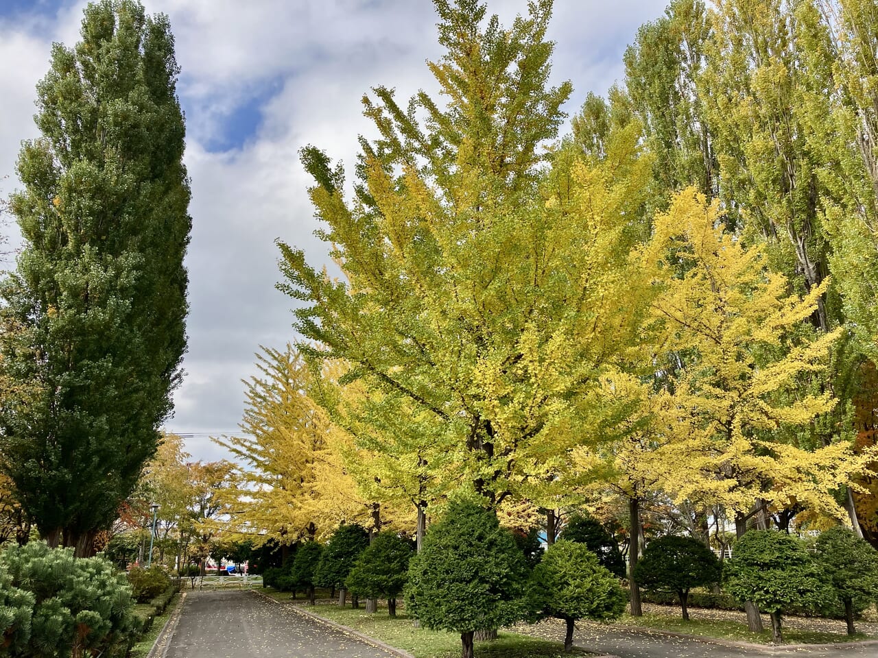 ポプラ並木が消える？ 紅葉の見ごろを迎えた「伏古公園」新たに改修工事が行わる事がわかりましたよ。
