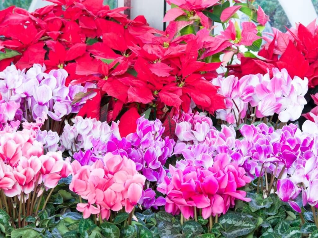 サッポロさとらんどにて「さとの鉢花まつり」が開催されますよ