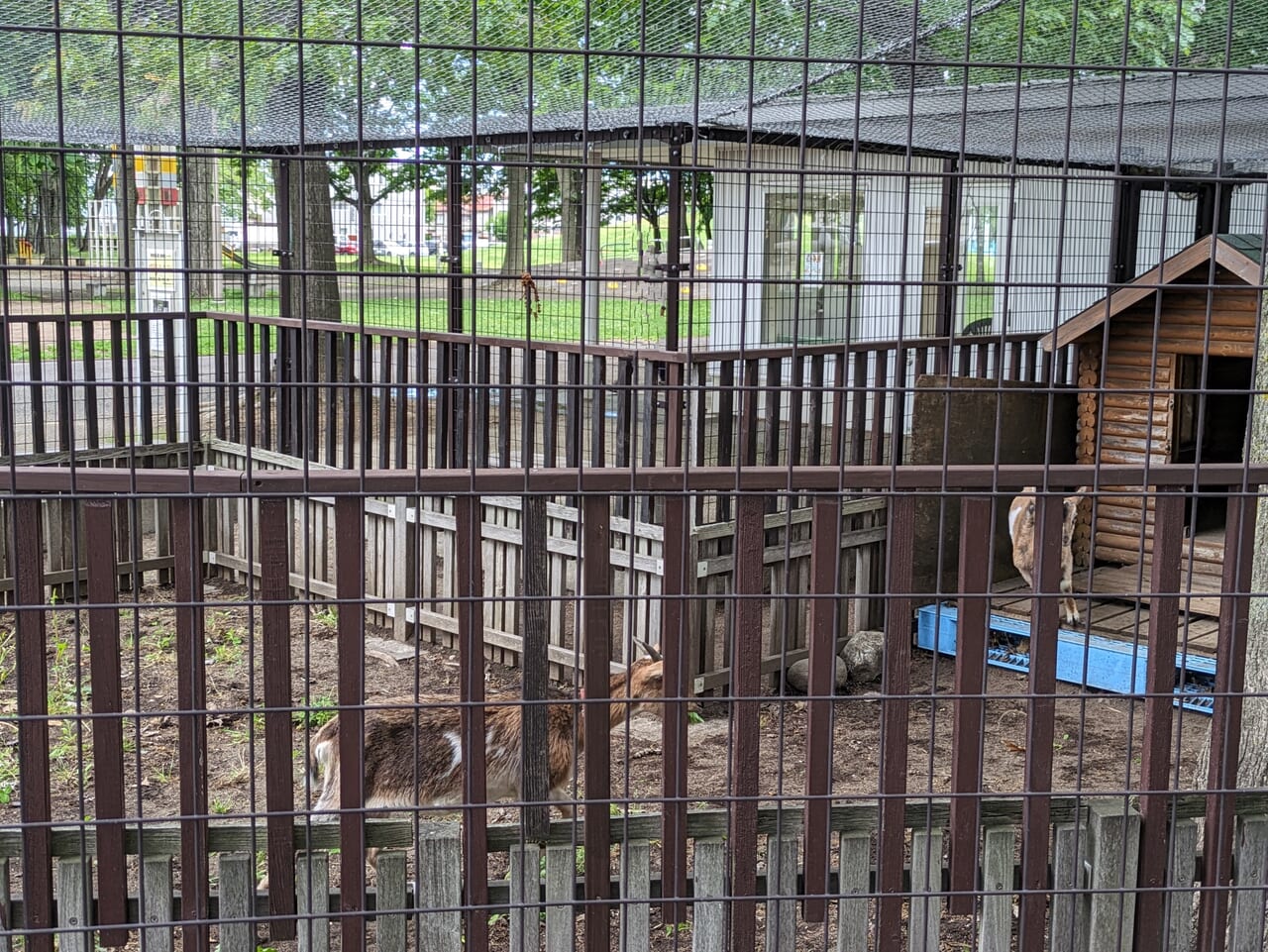 美香保公園のヤギ