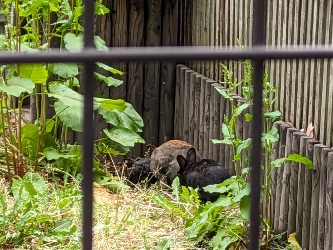 美香保公園のうさぎ