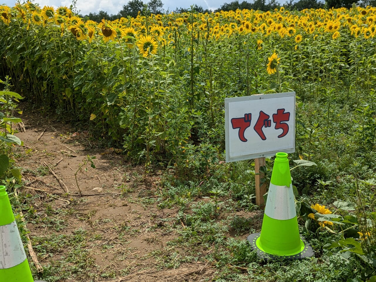 ひまわり迷路出口