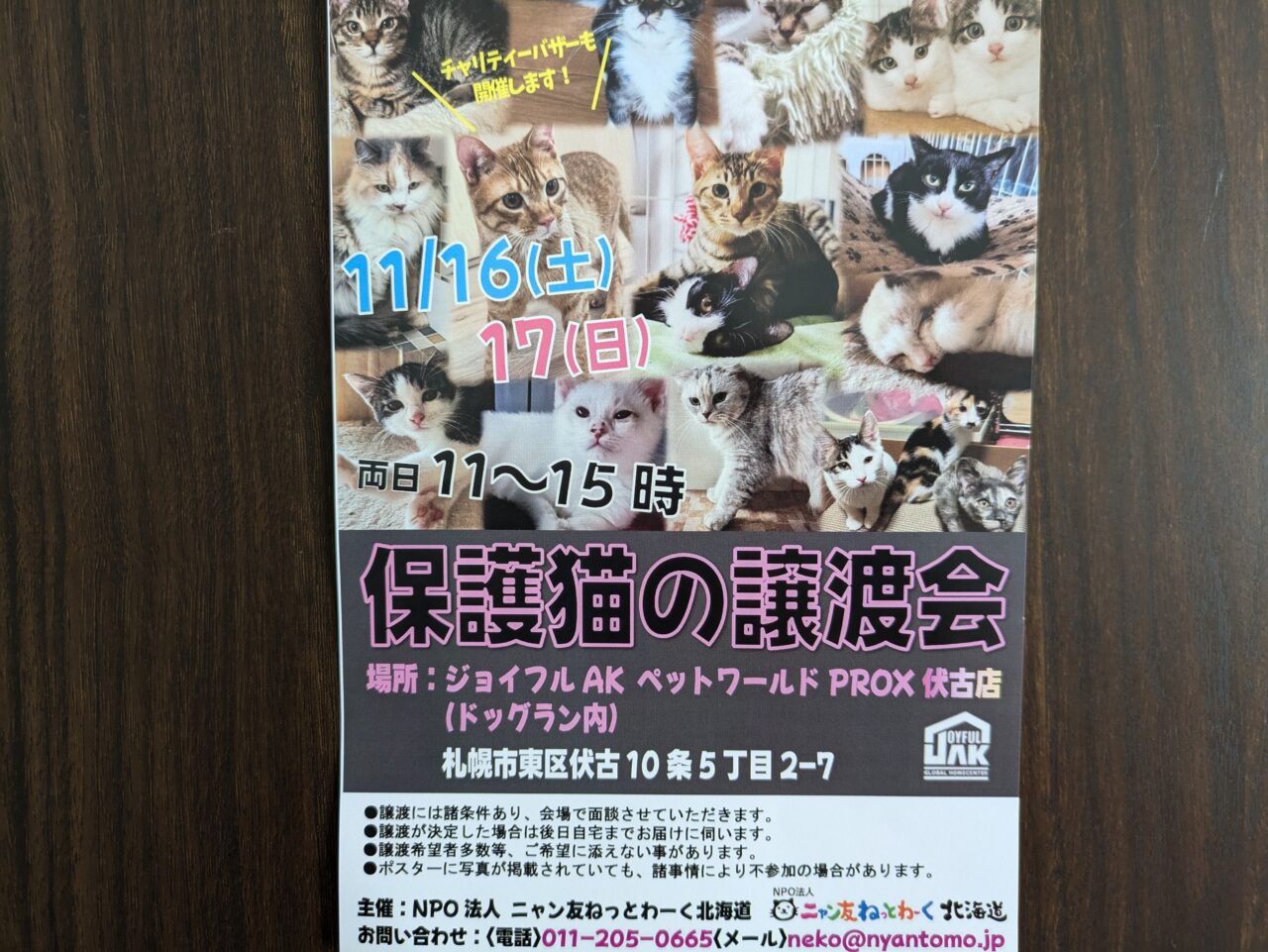 保護猫　札幌