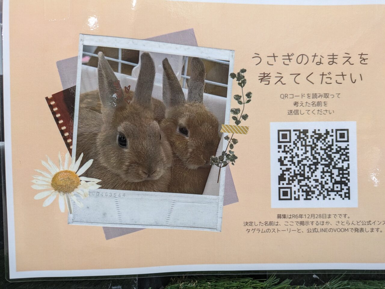 さとらんど　うさぎの名前