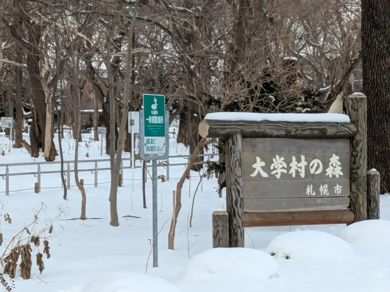 大学村の森